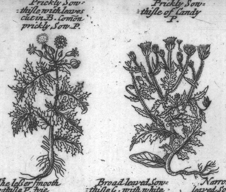 Engraved plant figure: Son thifles