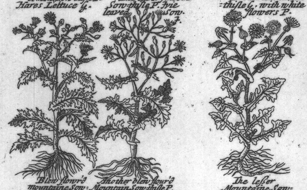 Engraved plant figure: Son thifles