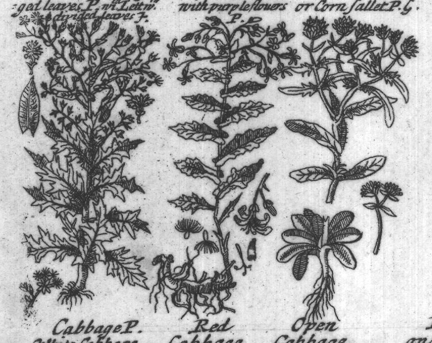 Engraved plant figure: Garden