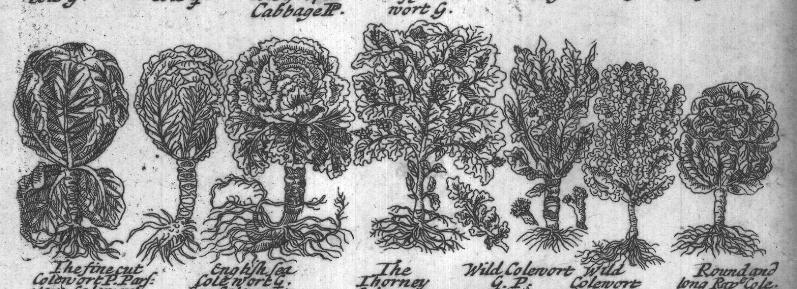 Engraved plant figure: Garden
