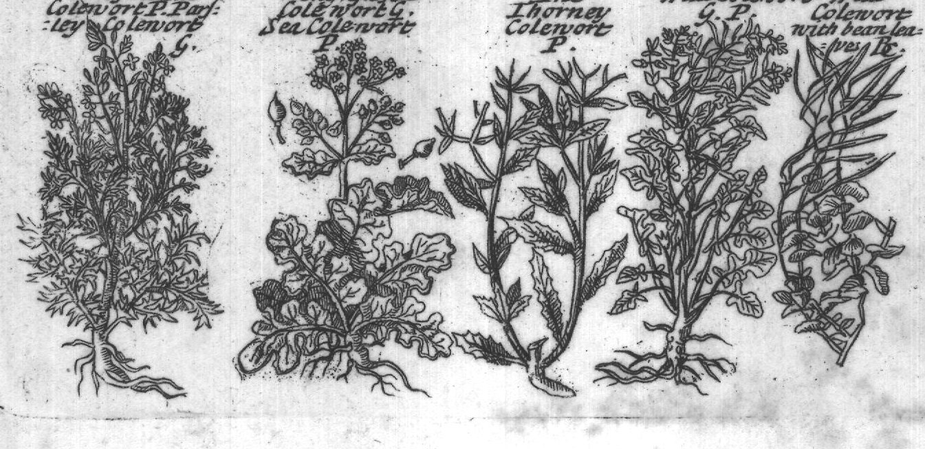 Engraved plant figure: Garden