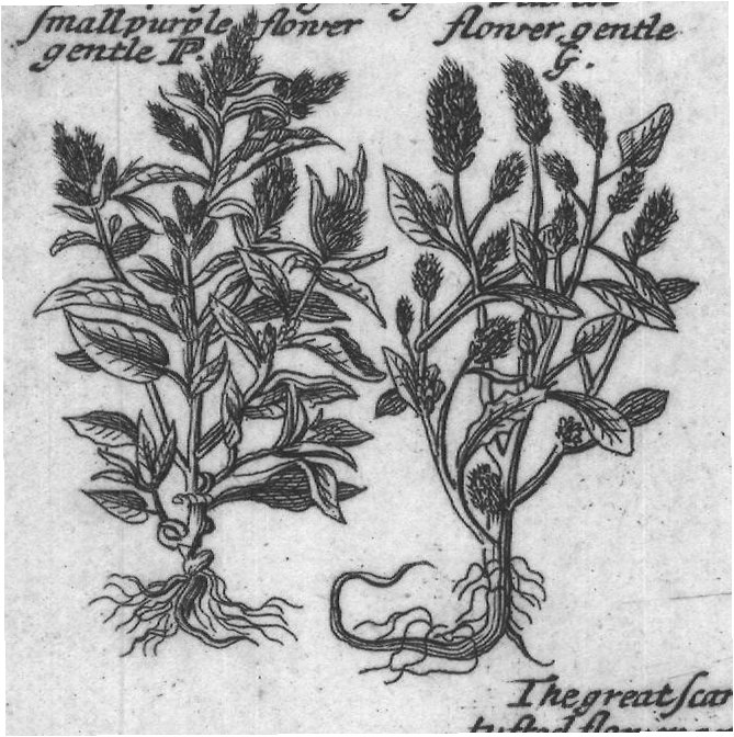 Engraved plant figure: White and