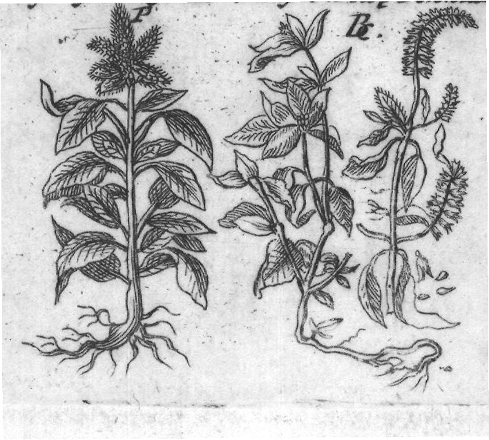 Engraved plant figure: White and