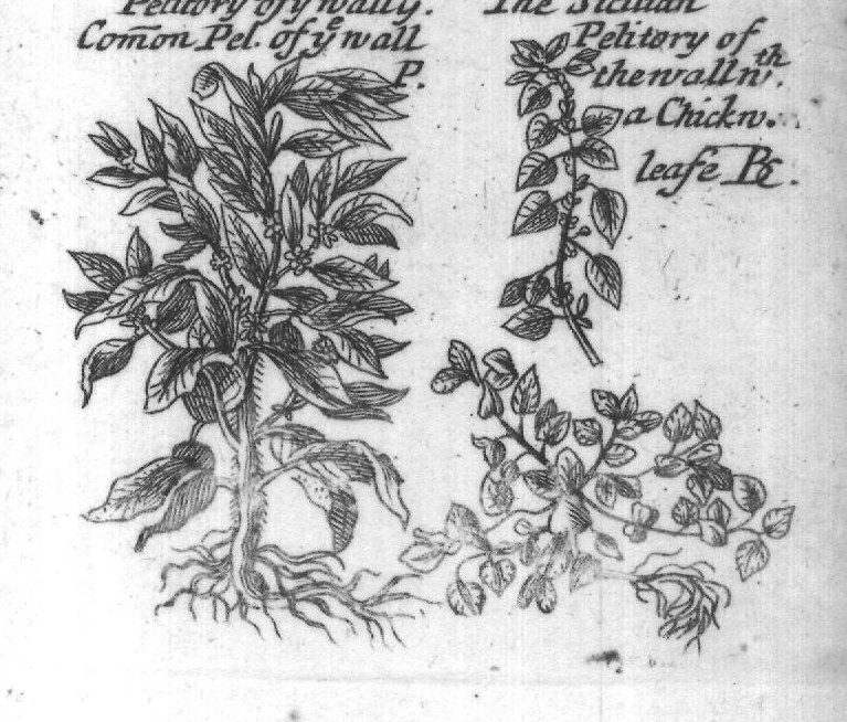 Engraved plant figure: White and purple
