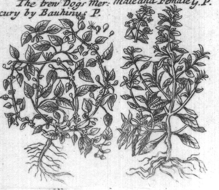 Engraved plant figure: White and purple
