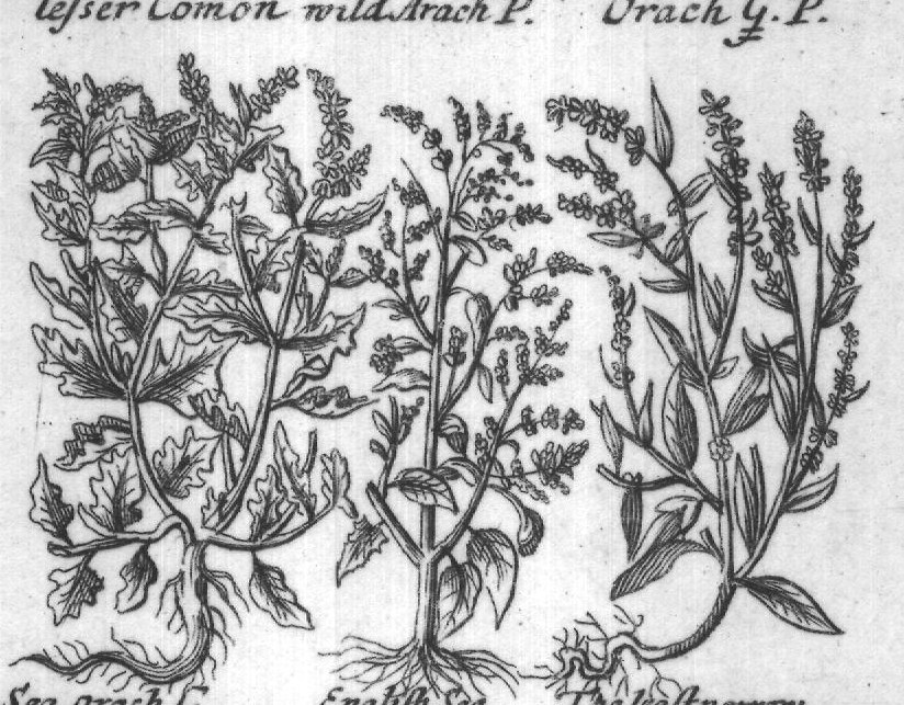 Engraved plant figure: White and purple