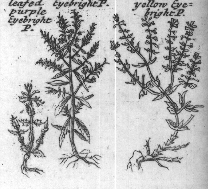 Engraved plant figure: Turn Sole Mousear's