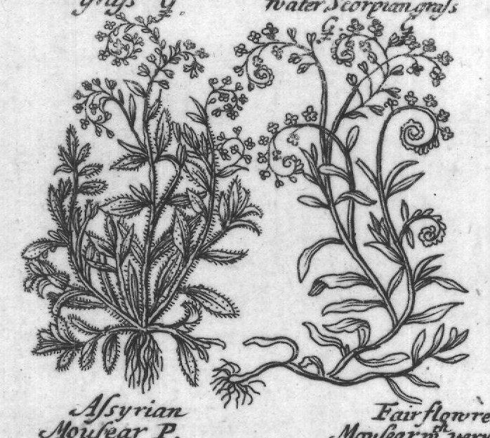 Engraved plant figure: Turn Sole Mousear's