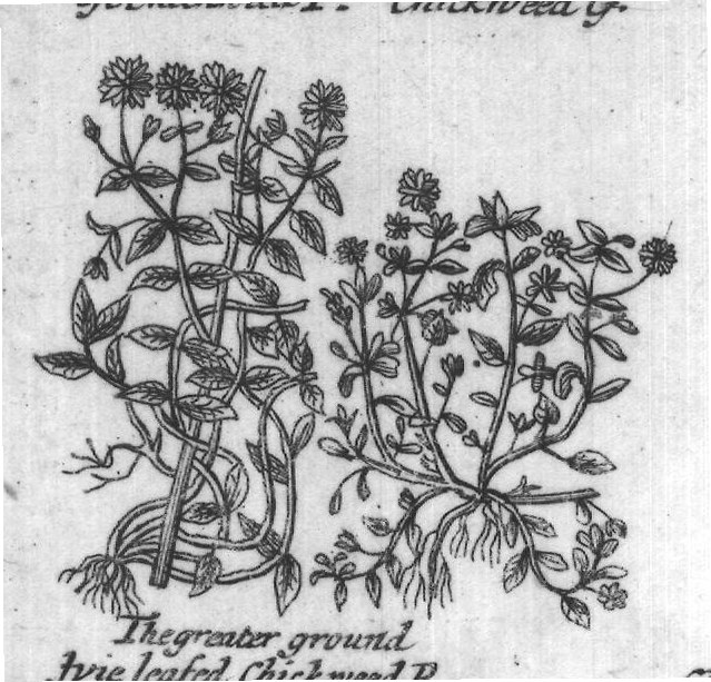 Engraved plant figure: Middle