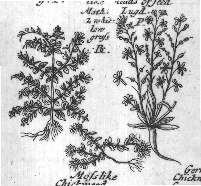Engraved plant figure: Middle