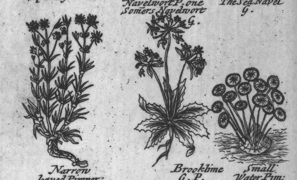 Engraved plant figure: Chickweed