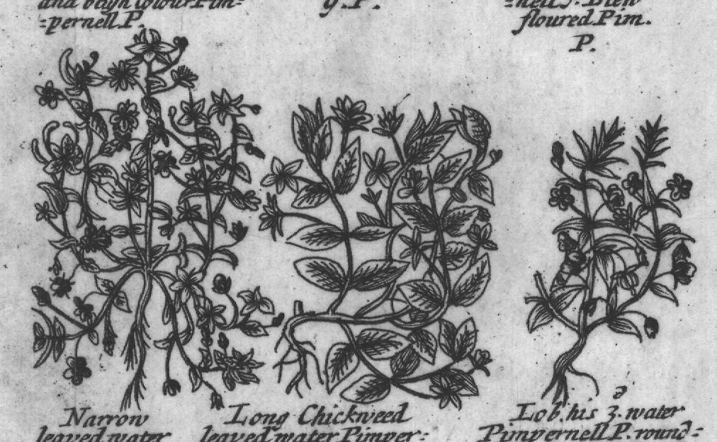 Engraved plant figure: Chickweed