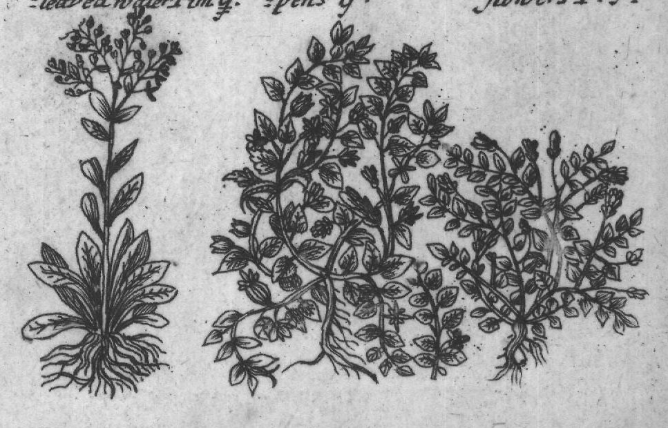 Engraved plant figure: Chickweed