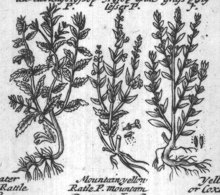 Engraved plant figure: Comon yellon