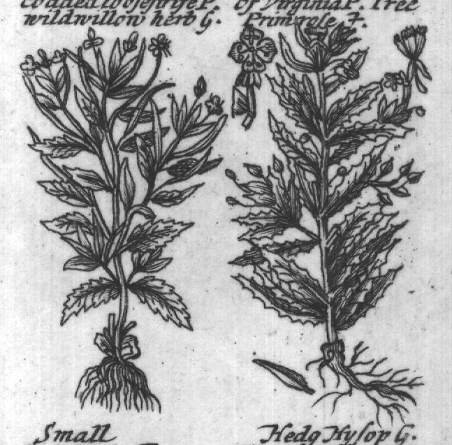 Engraved plant figure: Comon yellon