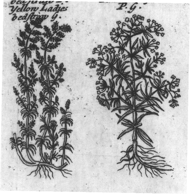 Engraved plant figure: Garden Madder