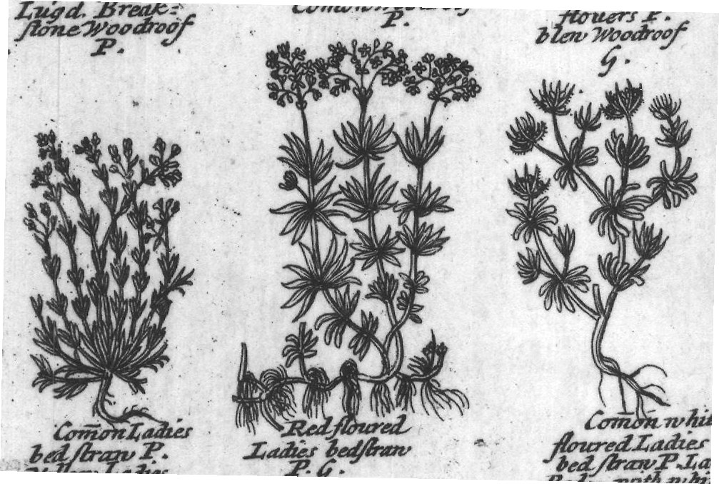 Engraved plant figure: Garden Madder