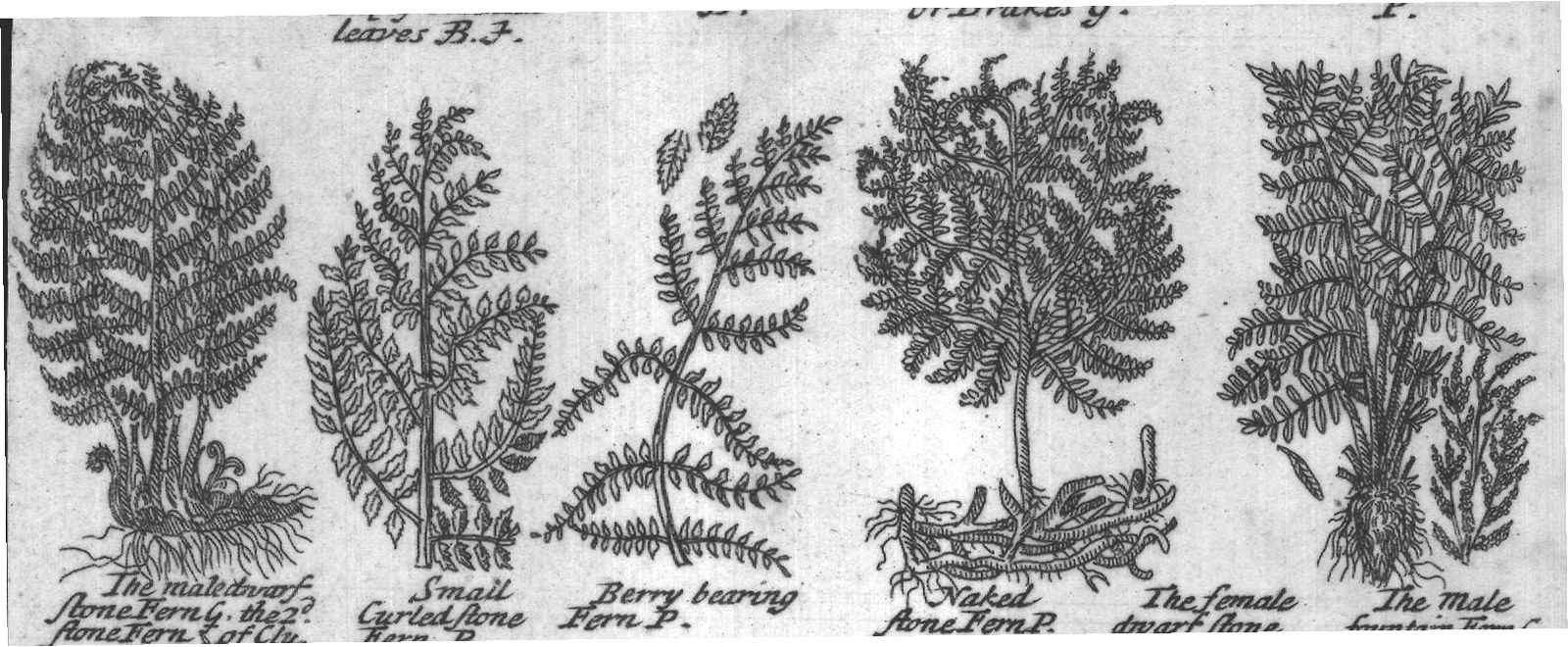 Engraved plant figure: Male Fern G