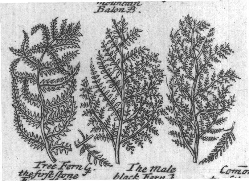 Engraved plant figure: Male Fern G