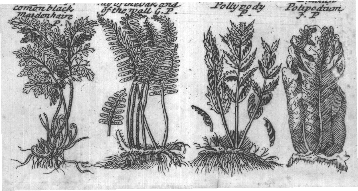Engraved plant figure: Male Fern G