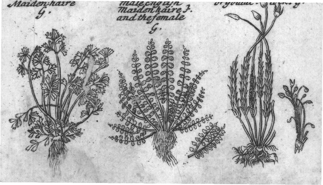 Engraved plant figure: Rough Spleen