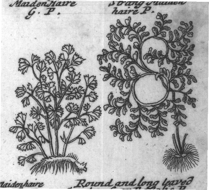 Engraved plant figure: Rough Spleen