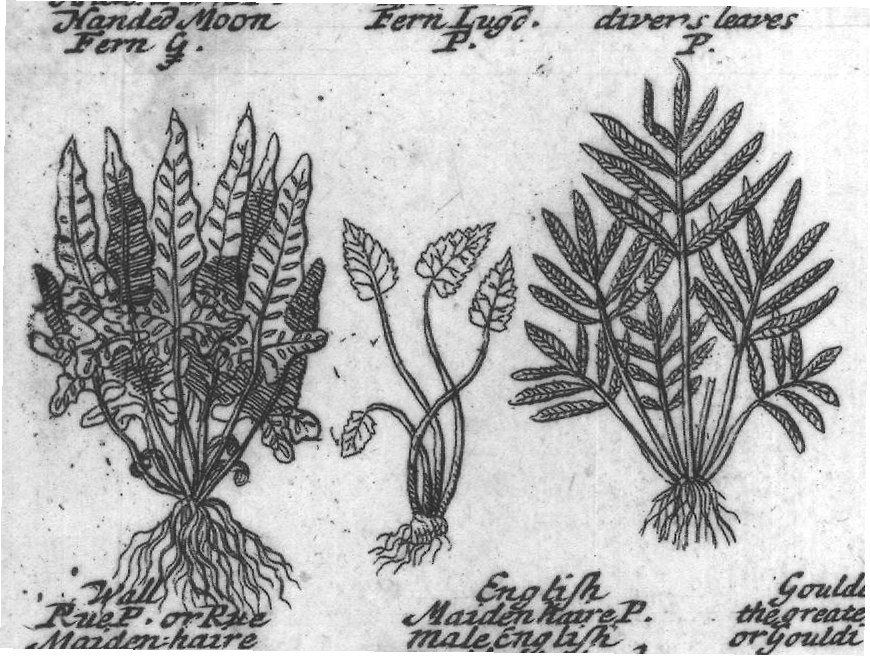 Engraved plant figure: Rough Spleen