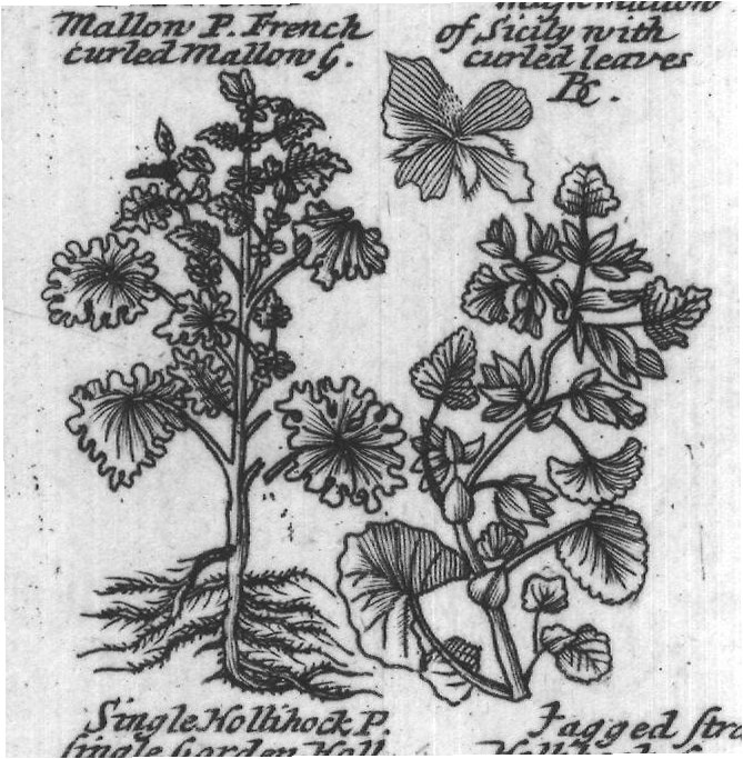 Engraved plant figure: Mallon P