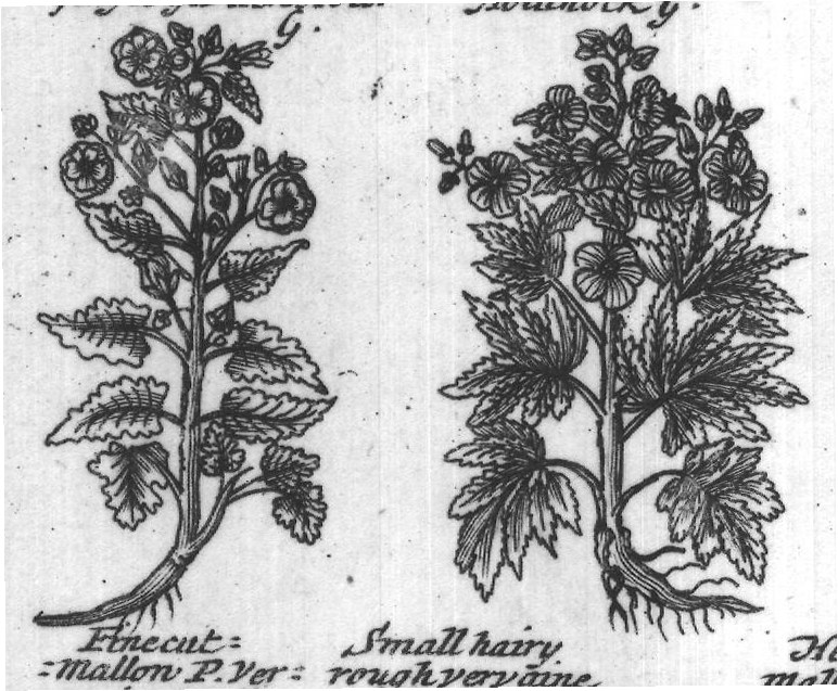 Engraved plant figure: Mallon P
