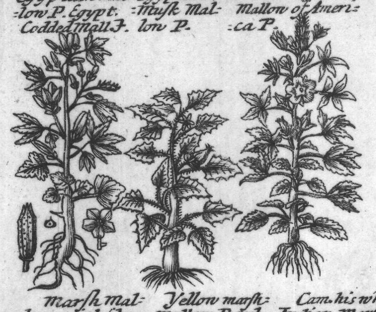 Engraved plant figure: Ordinary