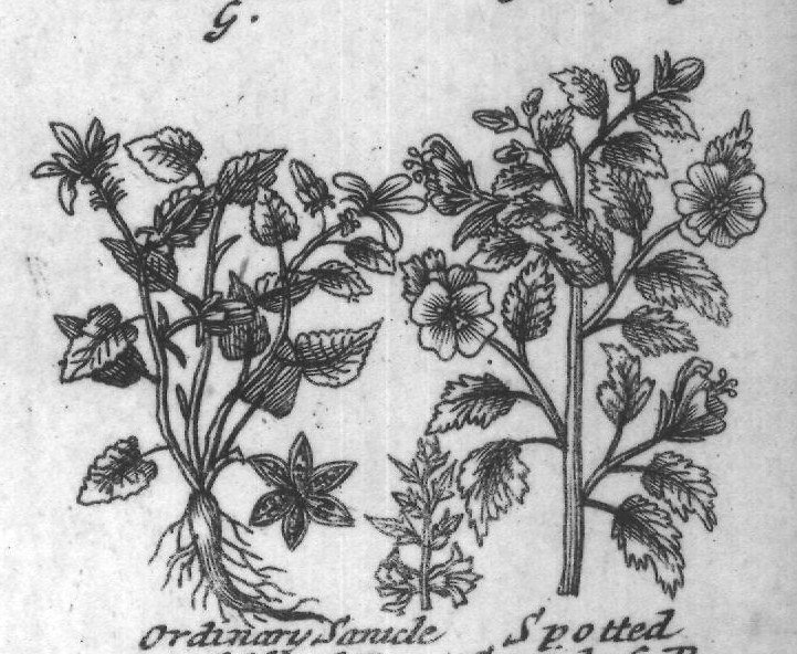Engraved plant figure: Ordinary
