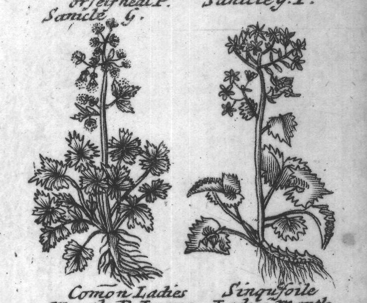 Engraved plant figure: Ordinary