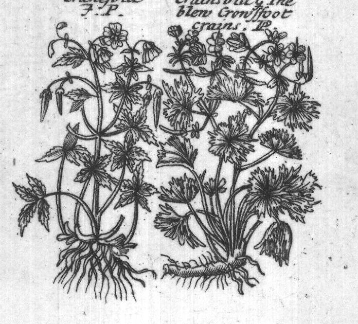 Engraved plant figure: Doves footor