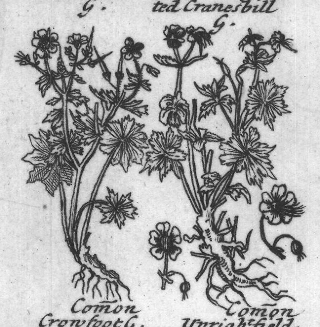Engraved plant figure: Small