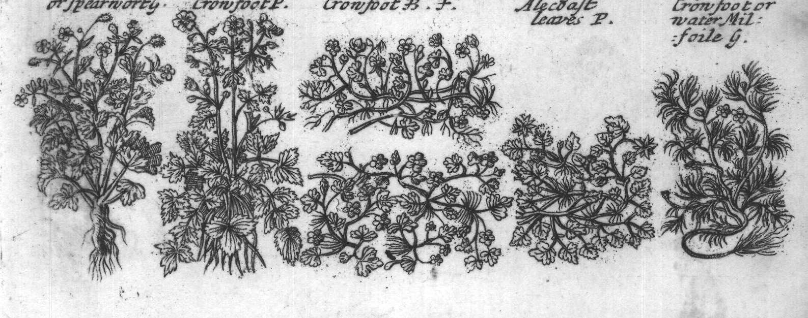 Engraved plant figure: Crow foots Double
