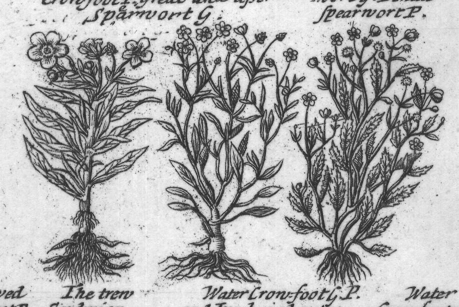 Engraved plant figure: Crow foots Double