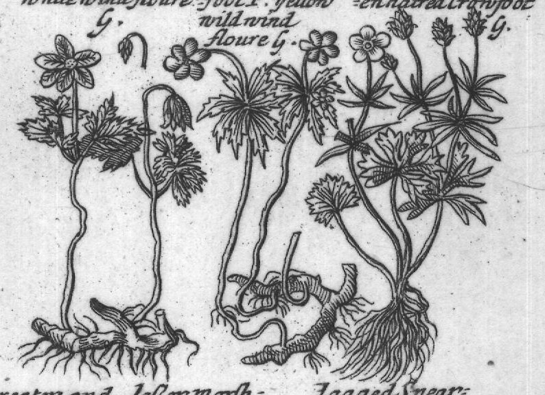 Engraved plant figure: Crow foots Double
