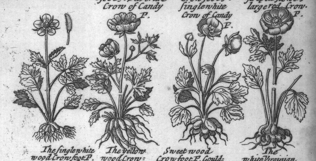Engraved plant figure: Crow foots Double
