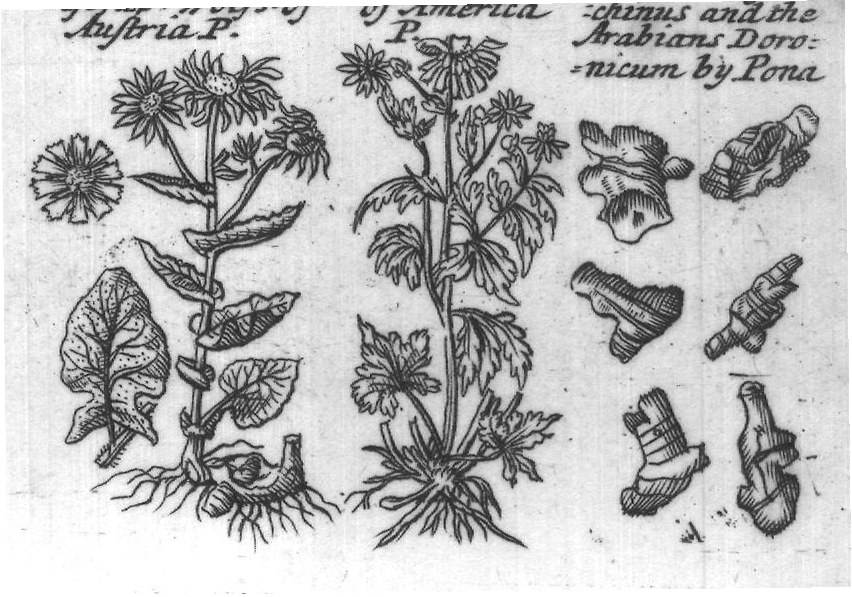 Engraved plant figure: Larksheele Wolfesbane G