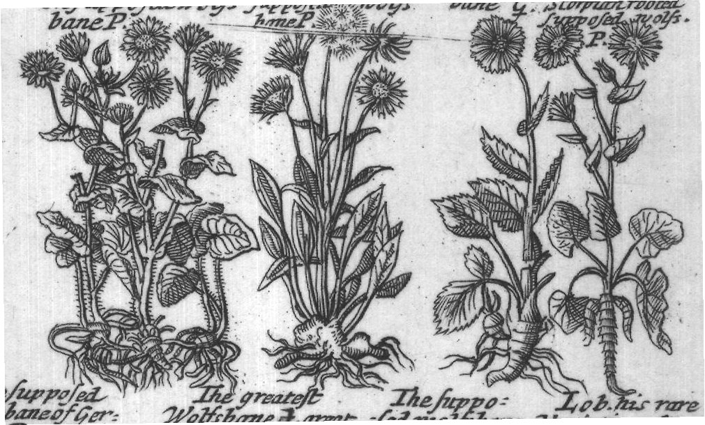 Engraved plant figure: Larksheele Wolfesbane G
