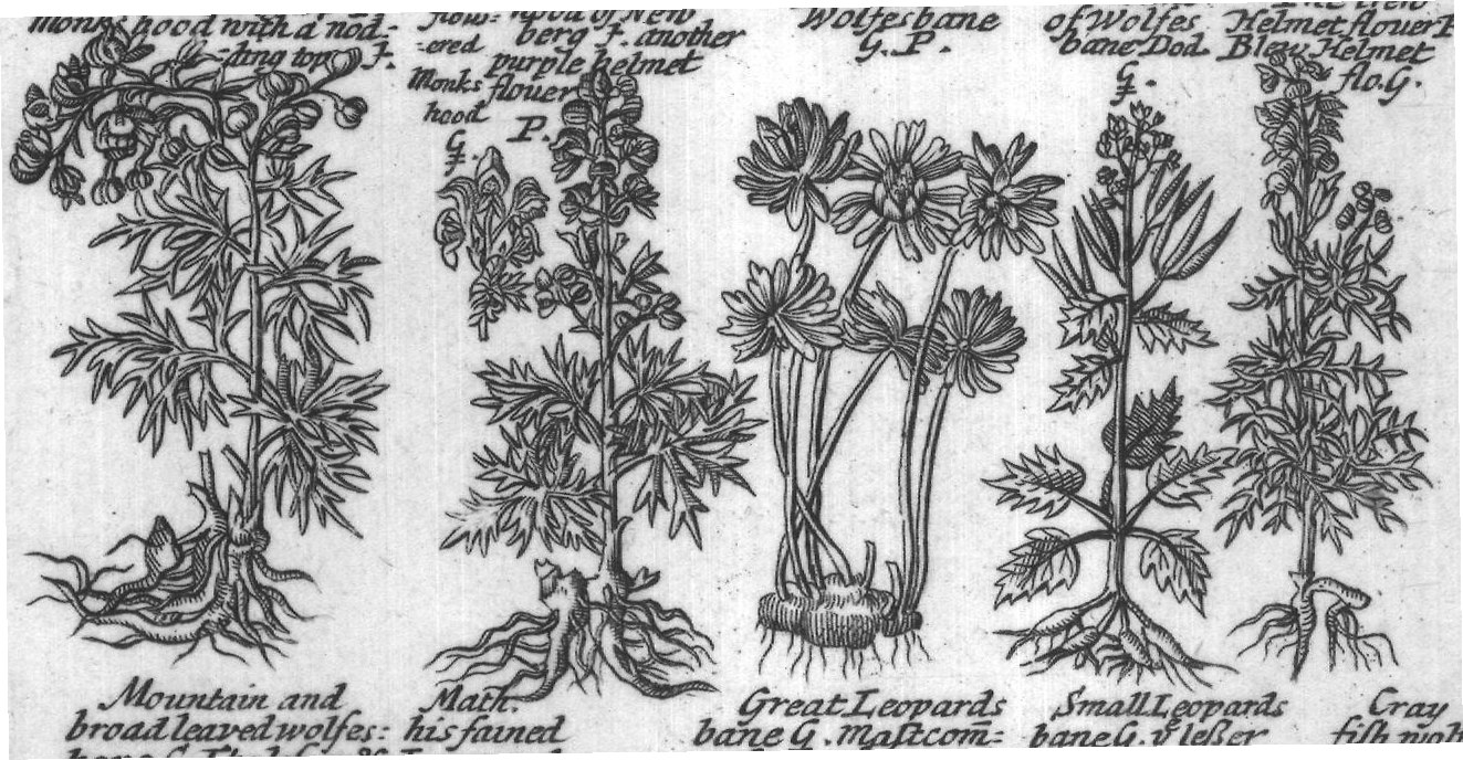 Engraved plant figure: Larksheele Wolfesbane G