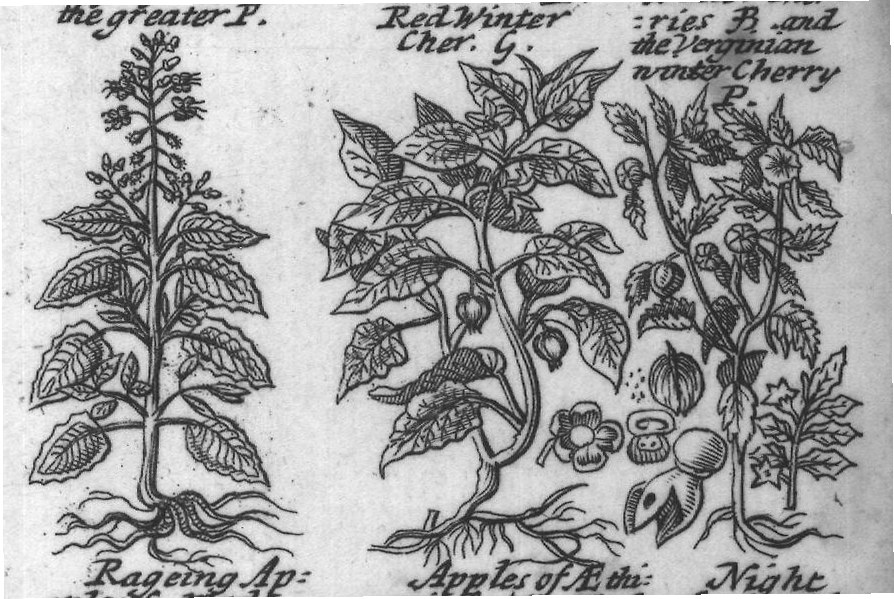 Engraved plant figure: Comon Night