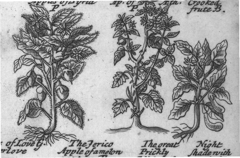 Engraved plant figure: Comon Night