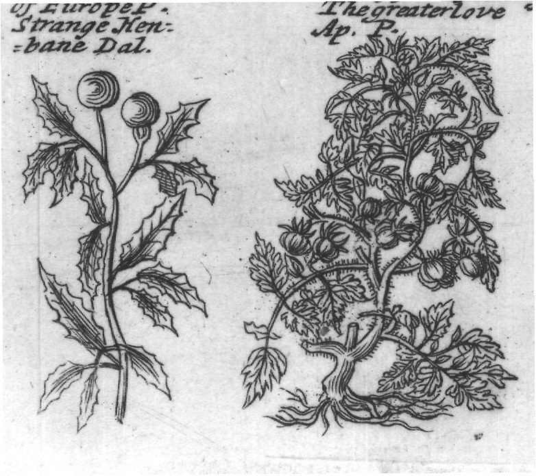 Engraved plant figure: Comon Night