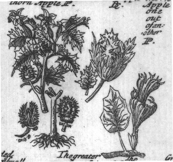Engraved plant figure: Thorny Apples of