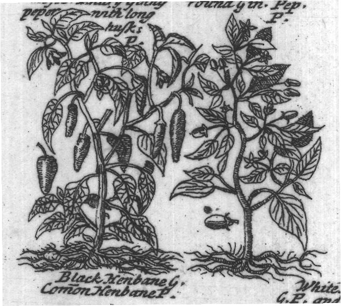 Engraved plant figure: Thorny Apples of
