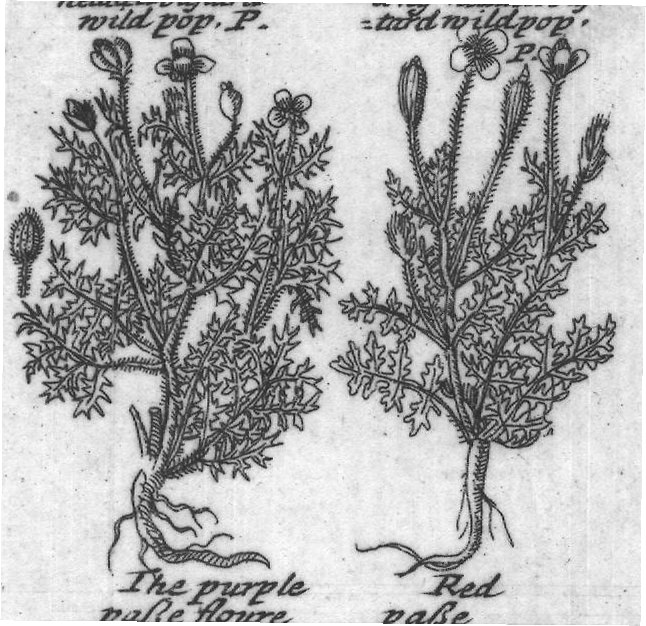 Engraved plant figure: White and black