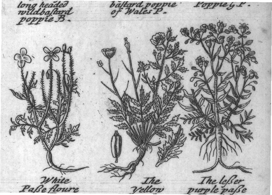 Engraved plant figure: White and black
