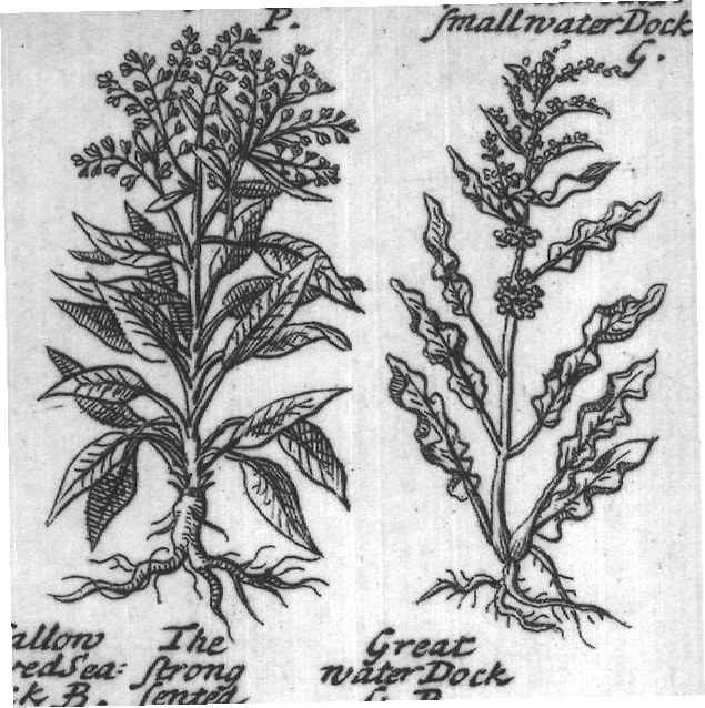 Engraved plant figure: Roundish leav