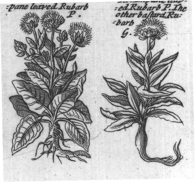 Engraved plant figure: Roundish leav